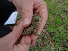 Small