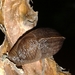 Milacidae - Photo (c) Cedric Lee, todos los derechos reservados