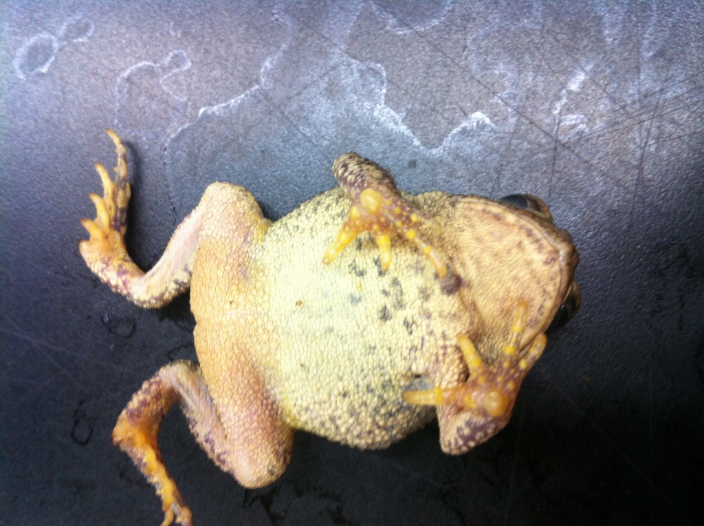 Fowler S Toad Frogs And Toads Of Virginia INaturalist