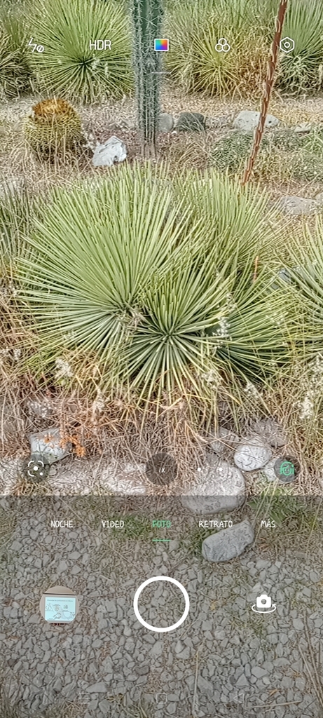 Hedgehog Agave From De Enero El Tesoro De Septiembre