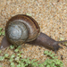 Morro Shoulderband Snail - Photo (c) Alice Abela, all rights reserved