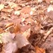 Square