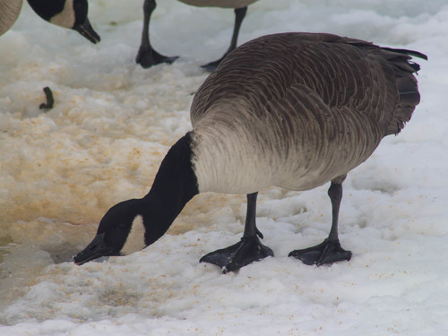 canada goose outlet washington dc canada goose outlet washington dc