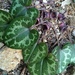 Hexastylis minor - Photo (c) jtuttle, כל הזכויות שמורות, uploaded by jtuttle