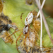 Desertshrub Spiders - Photo (c) Alice Abela, all rights reserved