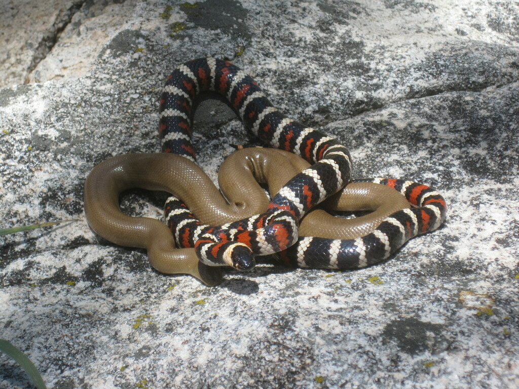 Coast Mountain Kingsnake In May By Brian Hinds This Record Is For