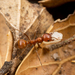 Western Amazon Ant - Photo (c) Alice Abela, all rights reserved