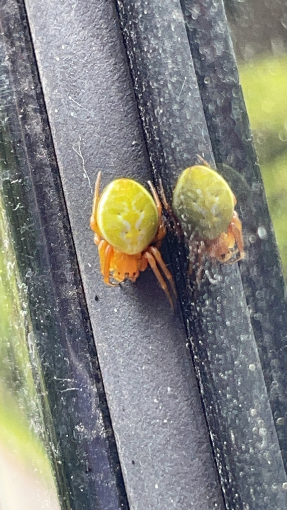 Cucumber Spiders From Patrick S Point State Park Humboldt County Us