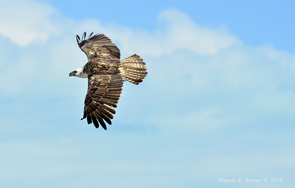 Osprey From Grace Bay West The Bight Settlement Tkca Zz Les Turks