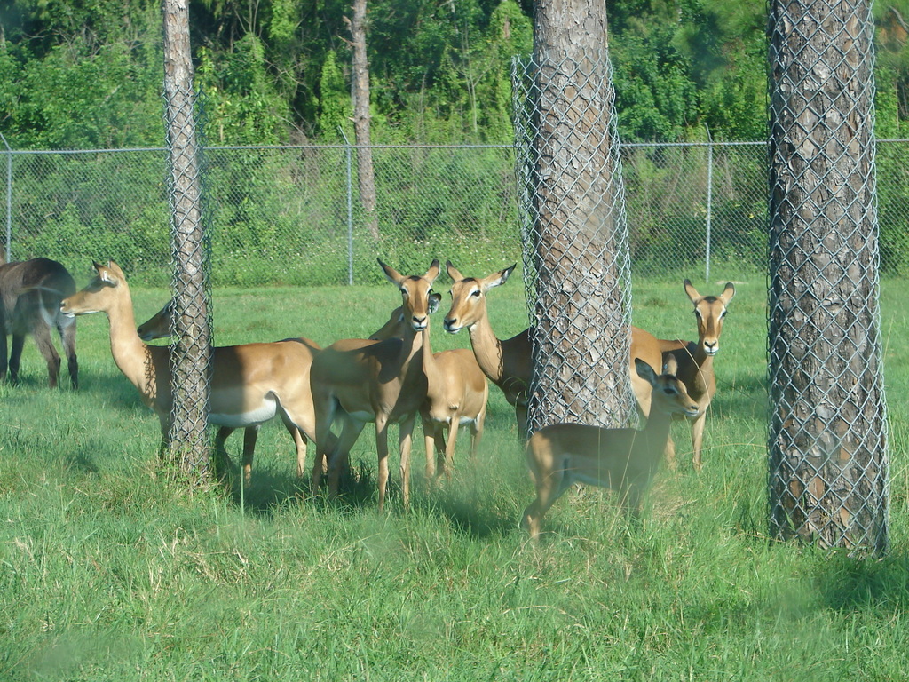 Impala From Palm Beach County FL USA On September 7 2009 By Jim