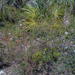 Square