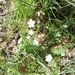 Square