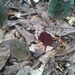 Square