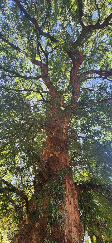 Nyala Tree From Mopani District Municipality South Africa On April