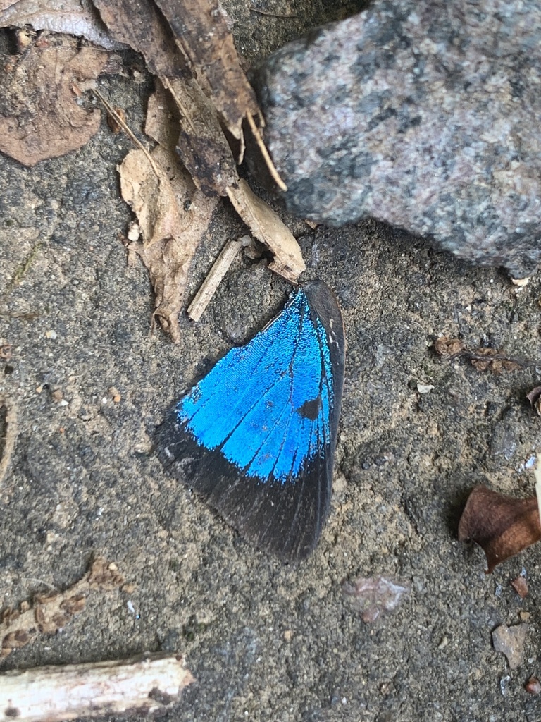 White M Hairstreak From Horncastle Rd Winston Salem NC US On June 16