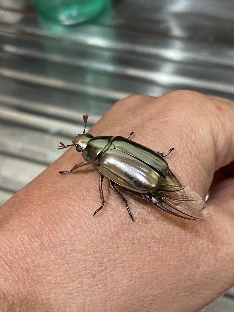 Chrysina Limbata In July By Benny Jacobs Schwartz Inaturalist