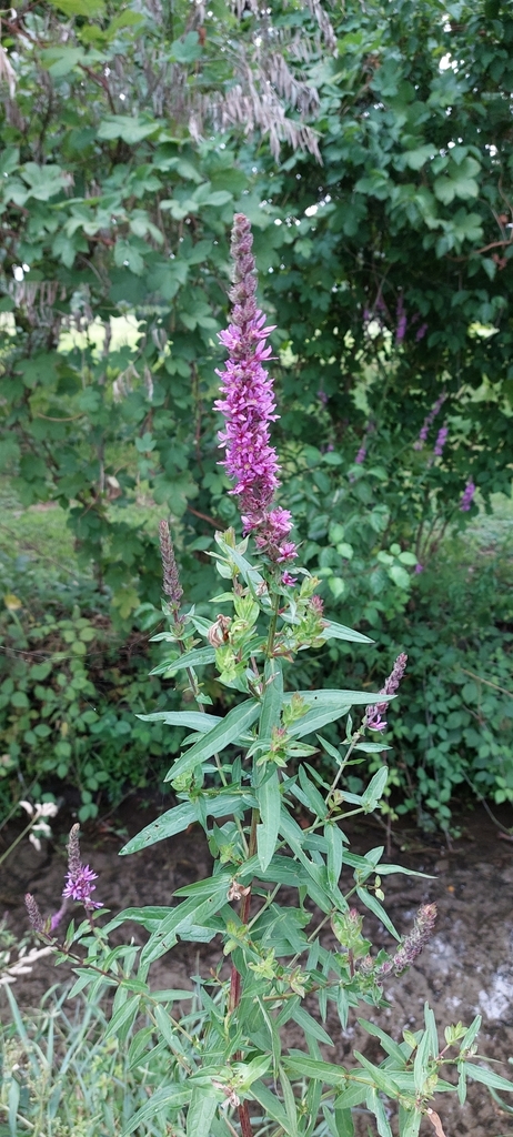 Purple Loosestrife From Palazzo Pignano Cr Italia On July