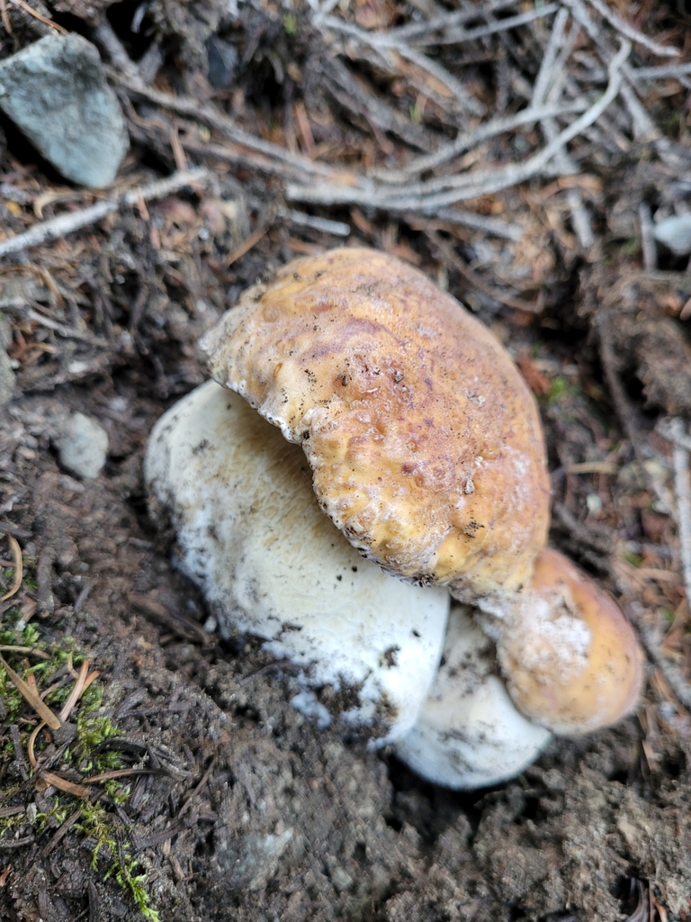 King Bolete From Mazama WA 98833 USA On July 3 2023 At 03 45 PM By