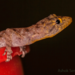 Round-eyed Geckos - Photo (c) Ashok Sengupta, all rights reserved