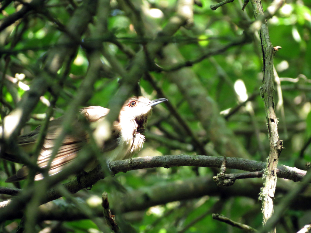 Black Billed Cuckoo From Haldimand County On Canada On May