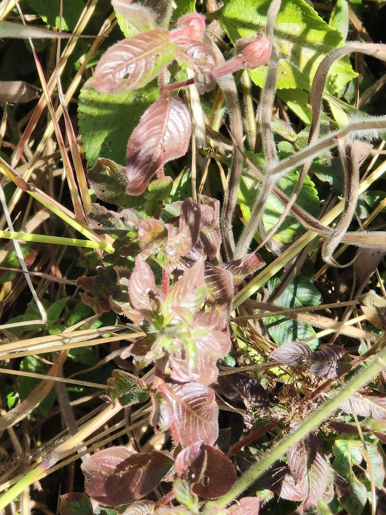 Primrose Willows From Coffs Harbour NSW 2450 Australia On July 7 2023