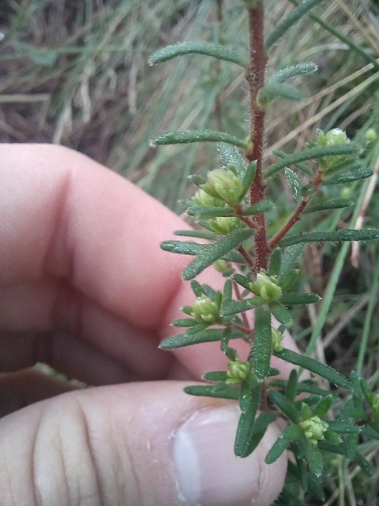 Silky Guinea Flower In July 2023 By Kjell Knable INaturalist