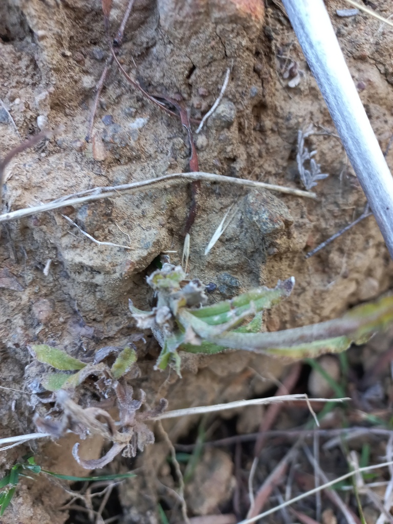 Coronidium In July By Kjell Knable Coronindium Inaturalist