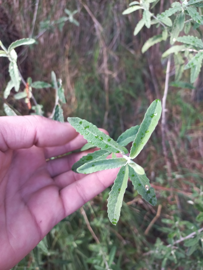 Asthma Bush In July 2023 By Kjell Knable INaturalist