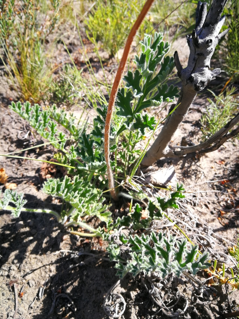 Orchid Pelargonium From Unnamed Road South Africa On January