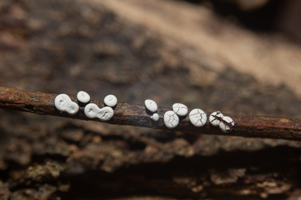 True Slime Molds From Quebrada De C Rdova On July At Pm