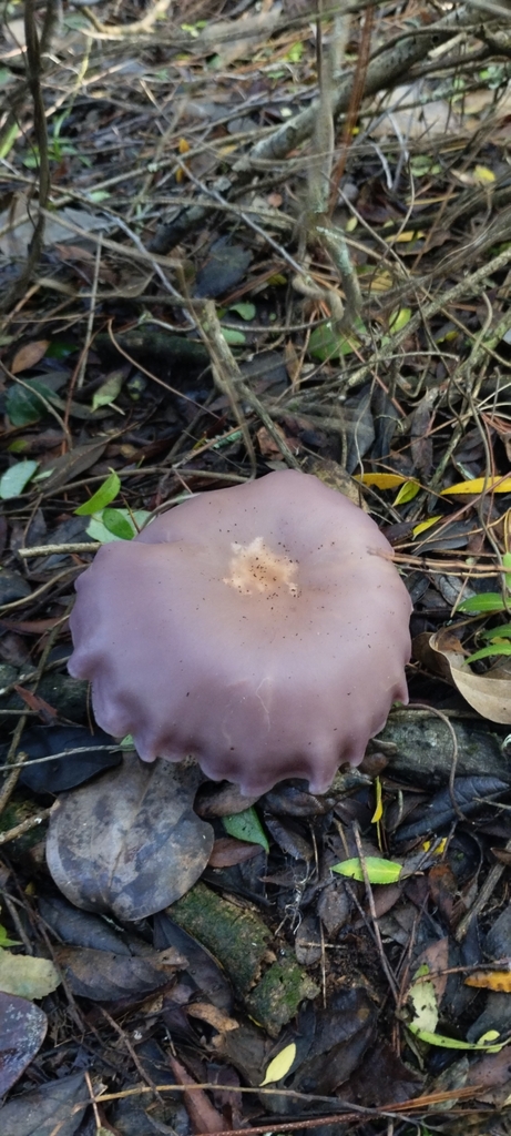 Blewit In May By Melissa Oliva Inaturalist