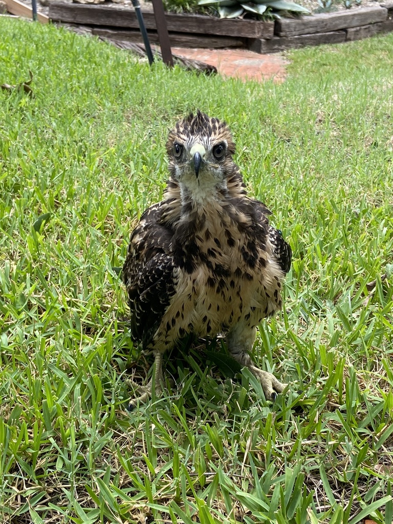 Swainson S Hawk From Flicker Ln Dallas Tx Us On July At