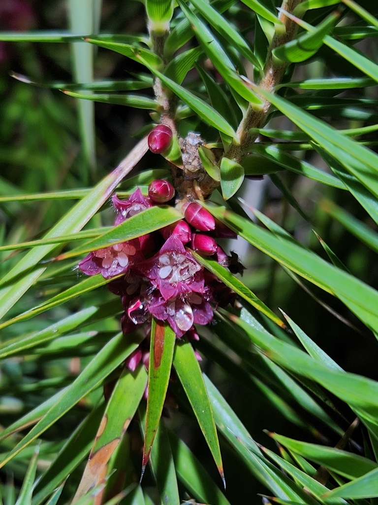 Melichrus Erubescens From Warrumbungle Nsw Australia On July