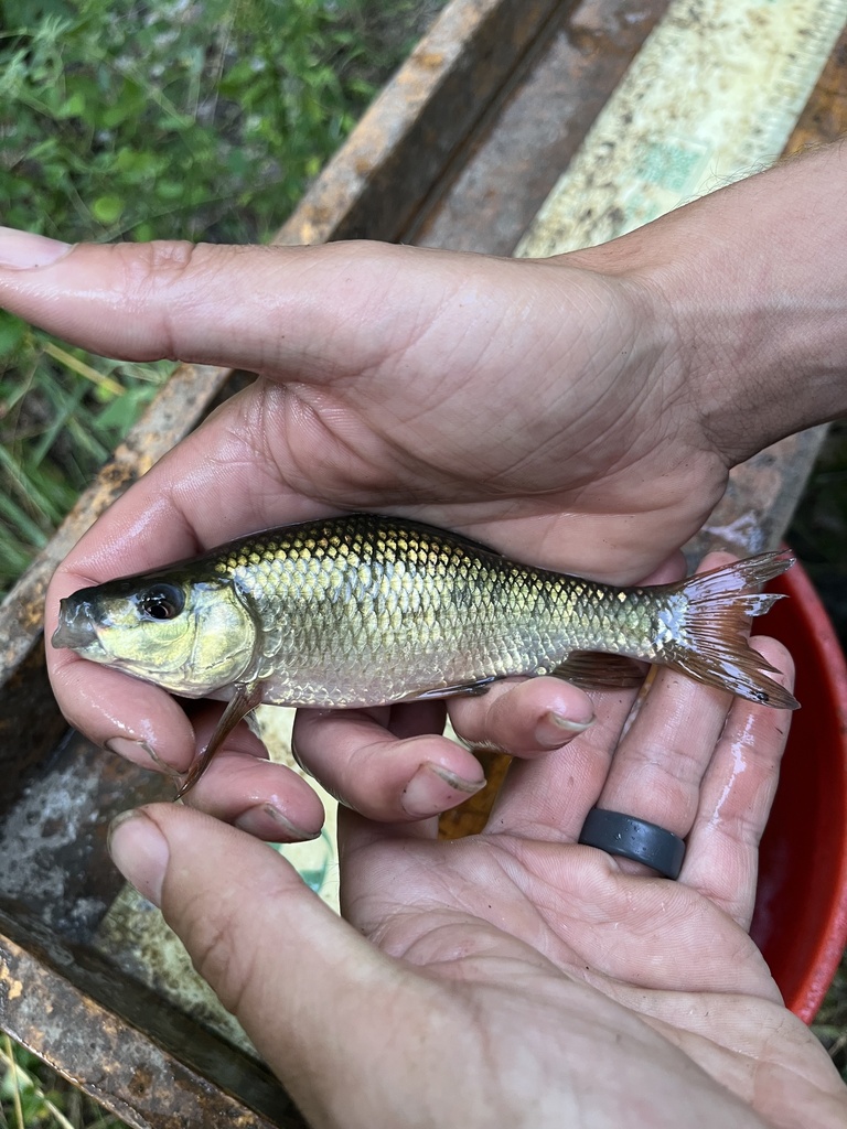 Western Creek Chubsucker In July By Hannah Holmquist Lateral