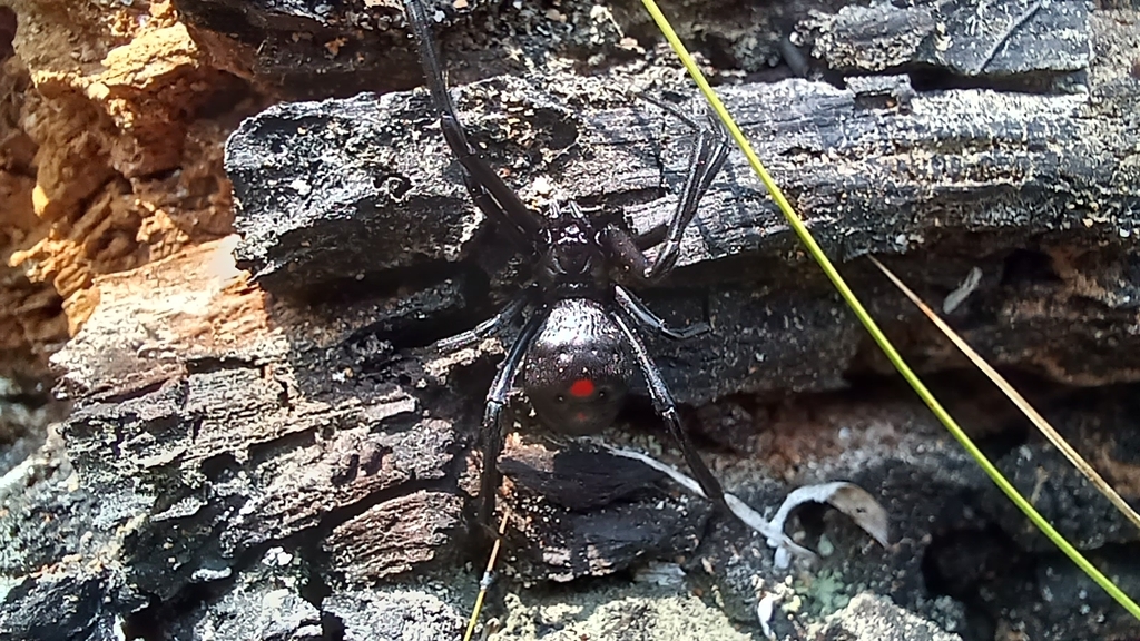 Northern Black Widow From J9W3 8C Batsto Lake Trailhead Washington NJ