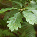 Quercus petraea - Photo (c) Tig, todos los derechos reservados, uploaded by Tig
