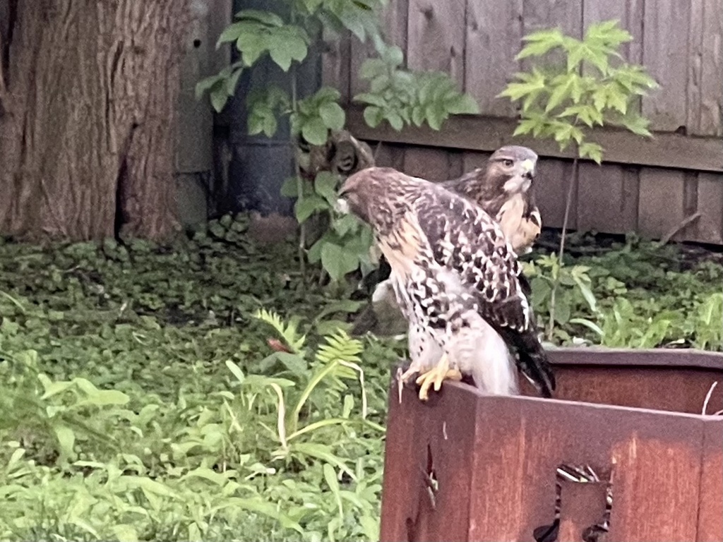 Red Tailed Hawk From Claremont Dr Downers Grove IL US On July 13