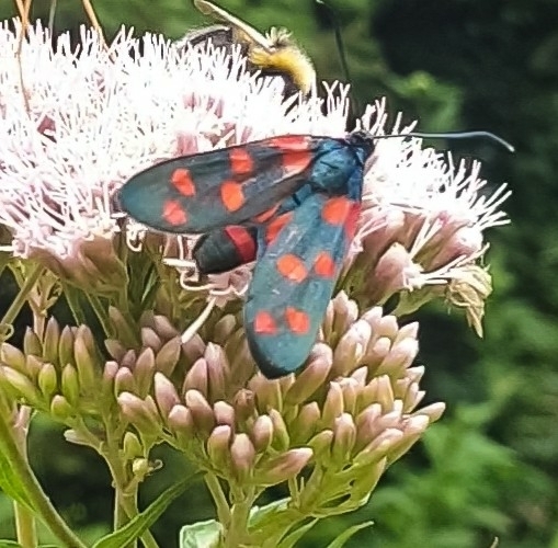 Zygaena Ephialtes From Kipfenberg On July 14 2023 At 03 29 PM By