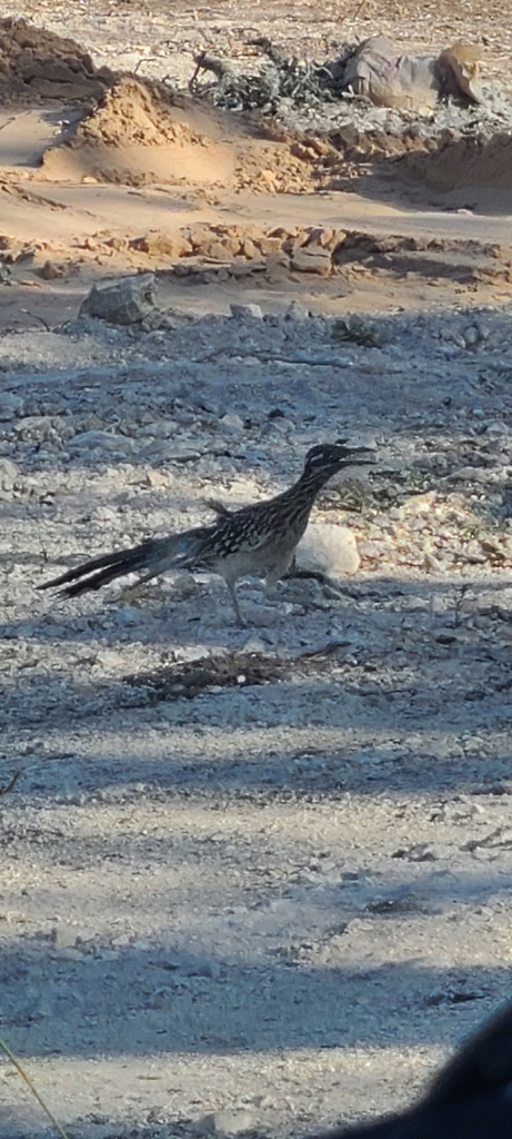 Greater Roadrunner From Kyle TX USA On July 14 2023 At 06 52 PM By