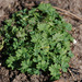 Parsley-Pierts - Photo (c) Tig, all rights reserved, uploaded by Tig