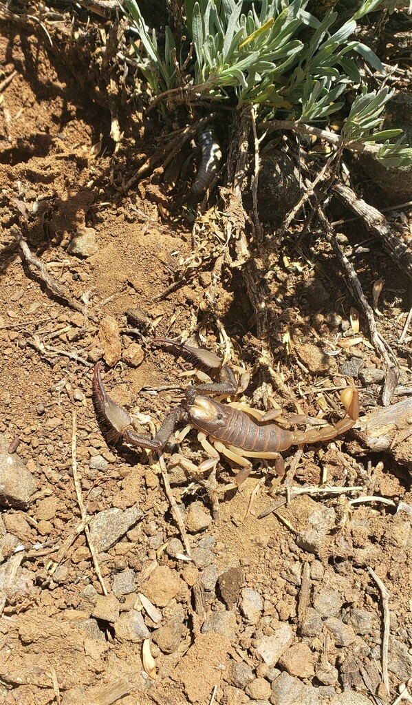 Karoo Burrowing Scorpion From Beaufort West South Africa On