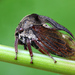 Horned Treehopper - Photo (c) Jérôme Picard, all rights reserved, uploaded by Jérôme Picard