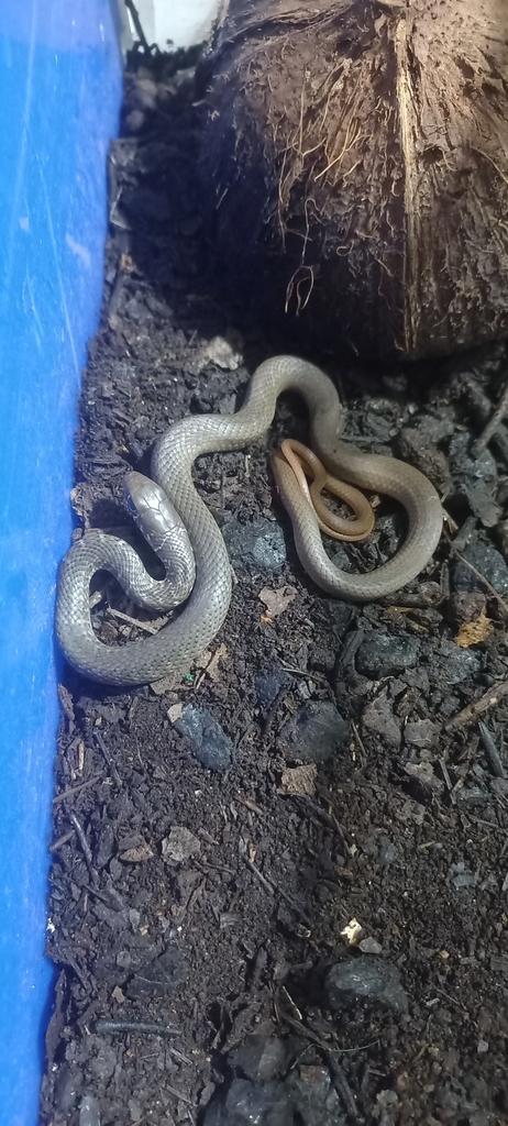 Neotropical Whip Snake from Francisco J Múgica 58118 Morelia Mich