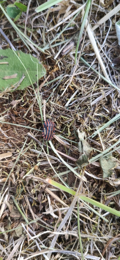 Continental Striped Shield Bug From