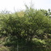 Square