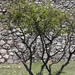 Square