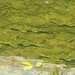 Square