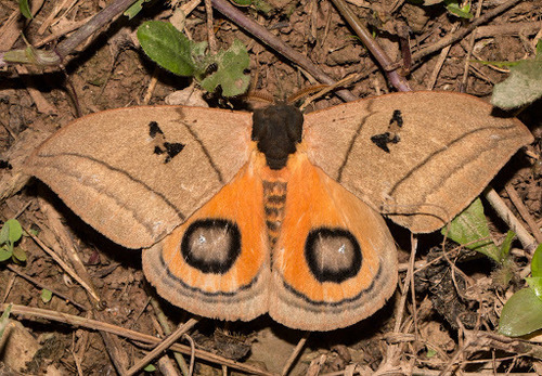 Automeris curvilinea · iNaturalist United Kingdom
