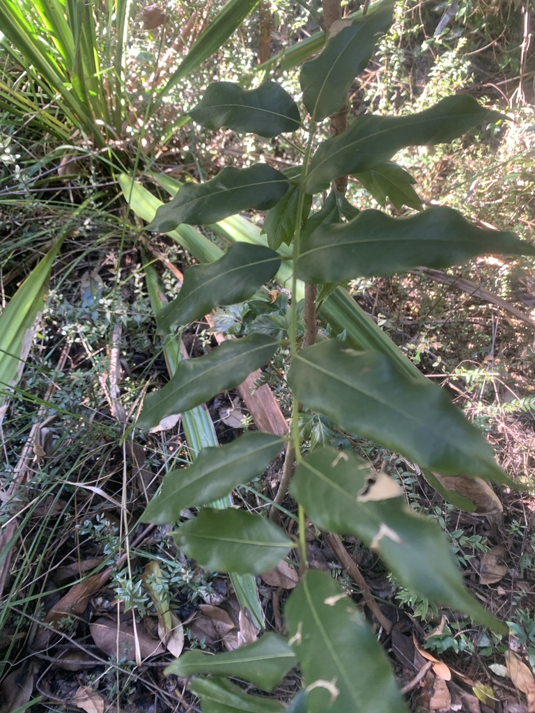 Flowering Plants From Meadowbrook Qld Au On July At Am