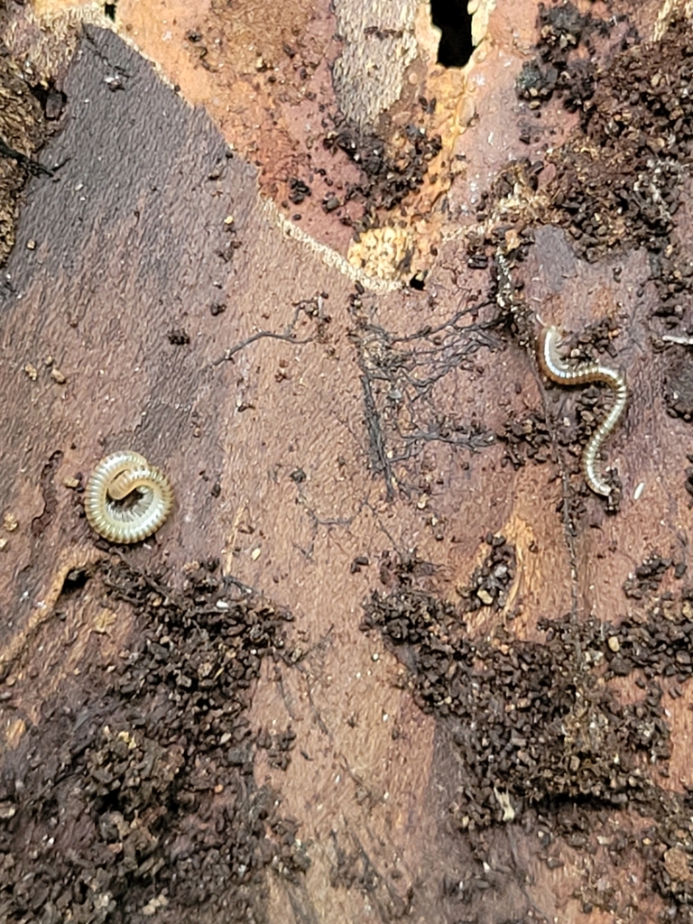 Round Backed Millipedes From Gardiner Me Usa On July At